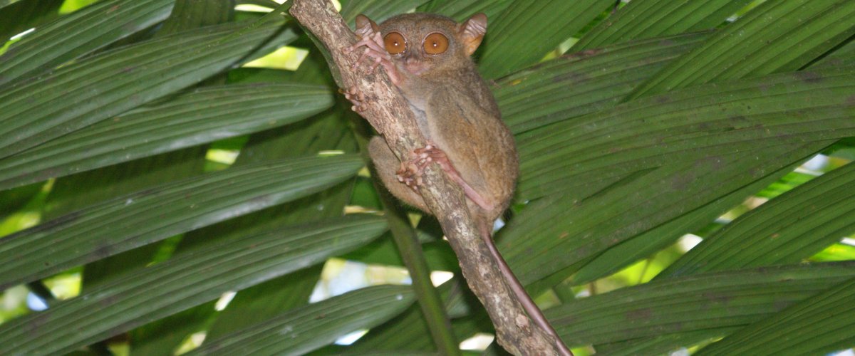 Tarsier