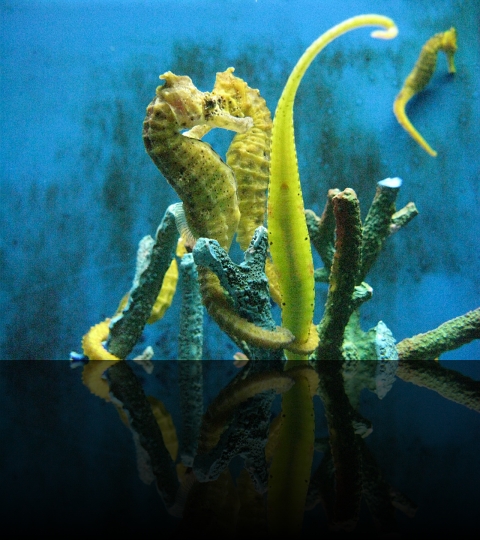 Manila-Oceanarium-04