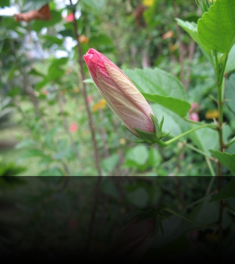 Flower_05